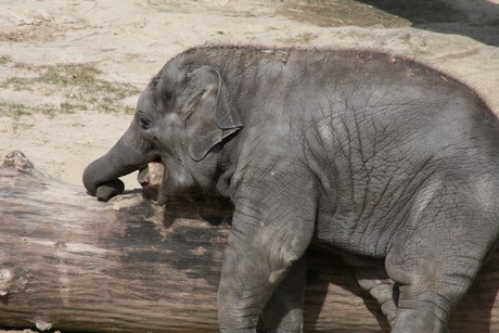 elefanten-park