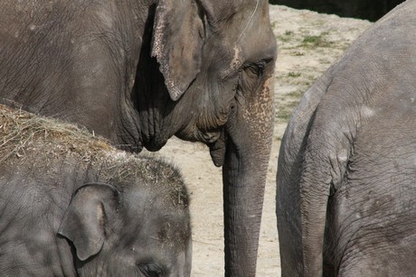 elefanten-park