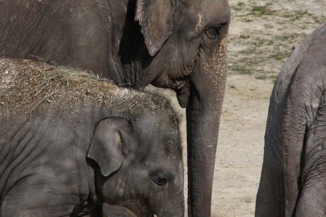 elefanten-park