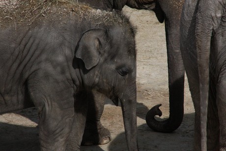 elefanten-park
