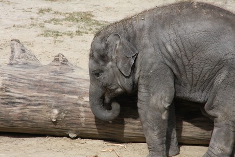 elefanten-park