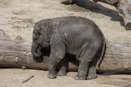 elefanten-park