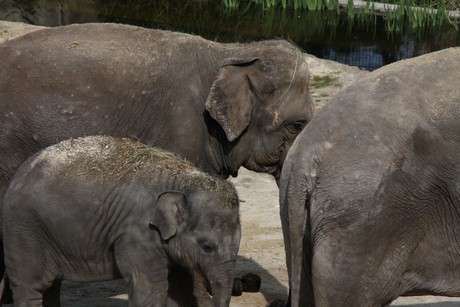 elefanten-park