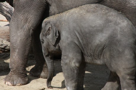 elefanten-park