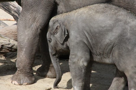 elefanten-park
