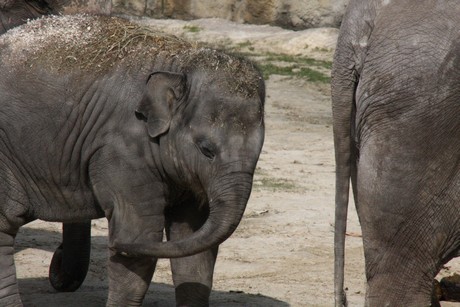 elefanten-park