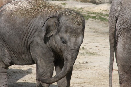 elefanten-park