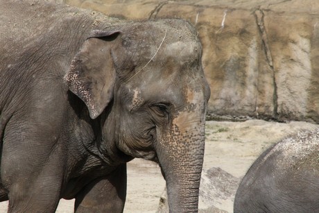 elefanten-park