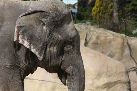 elefanten-park