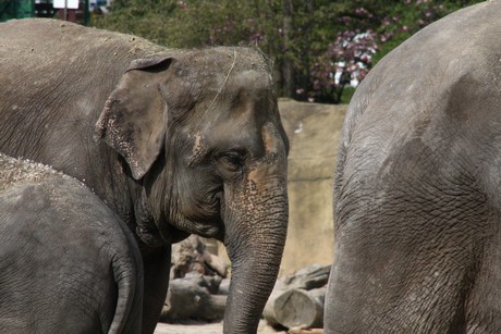 elefanten-park