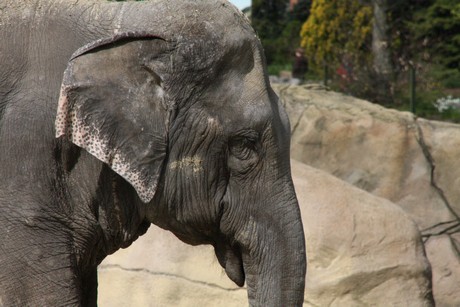 elefanten-park