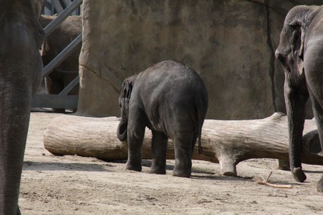 elefanten-park