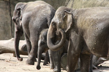 elefanten-park
