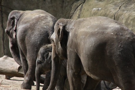 elefanten-park