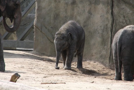 elefanten-park