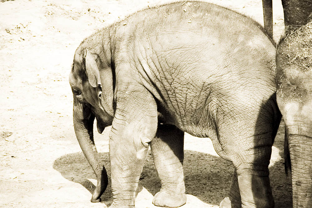 elefanten-park