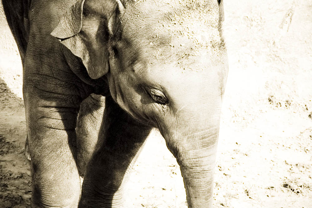 elefanten-park