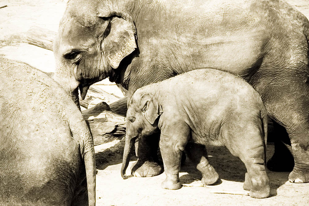 elefanten-park