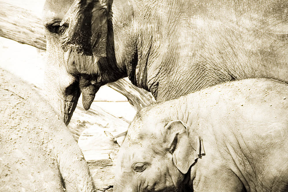 elefanten-park