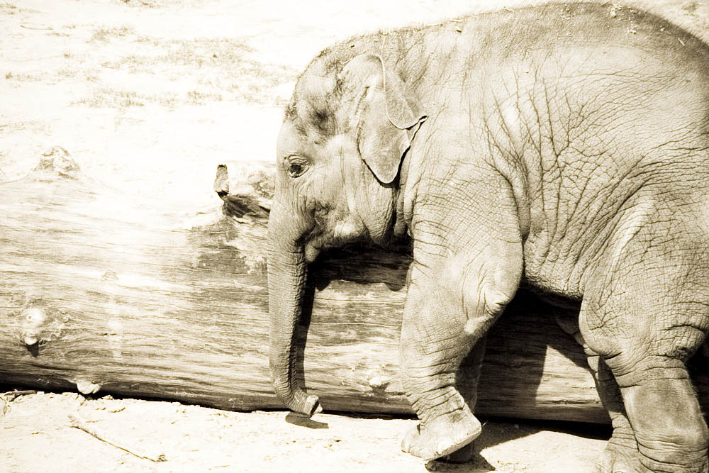 elefanten-park
