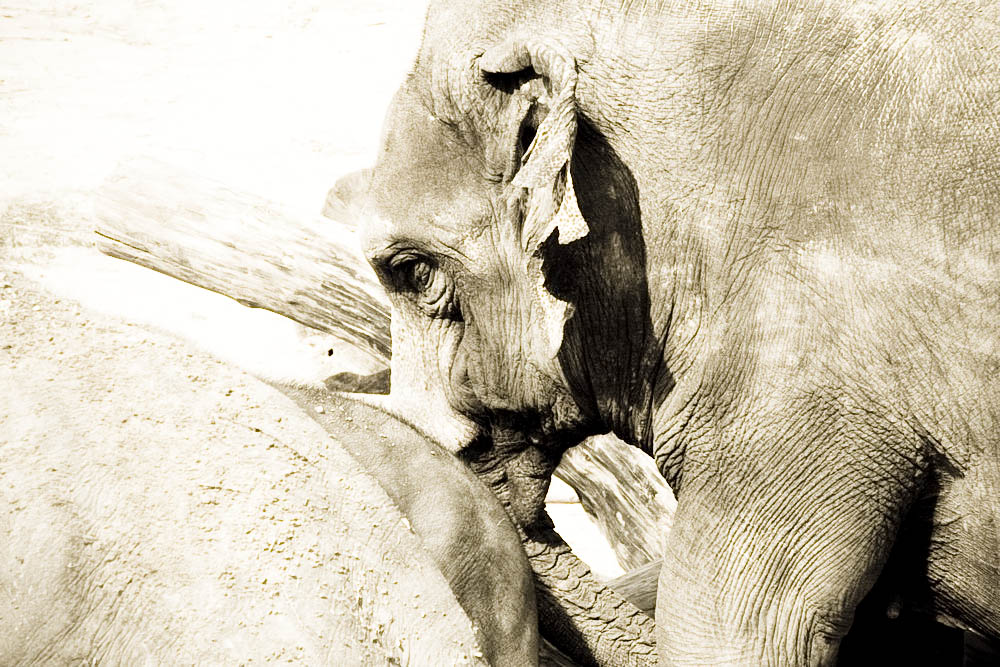 elefanten-park