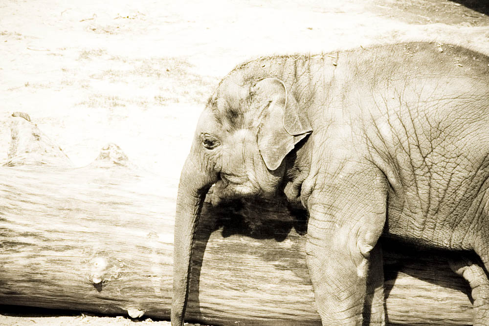 elefanten-park