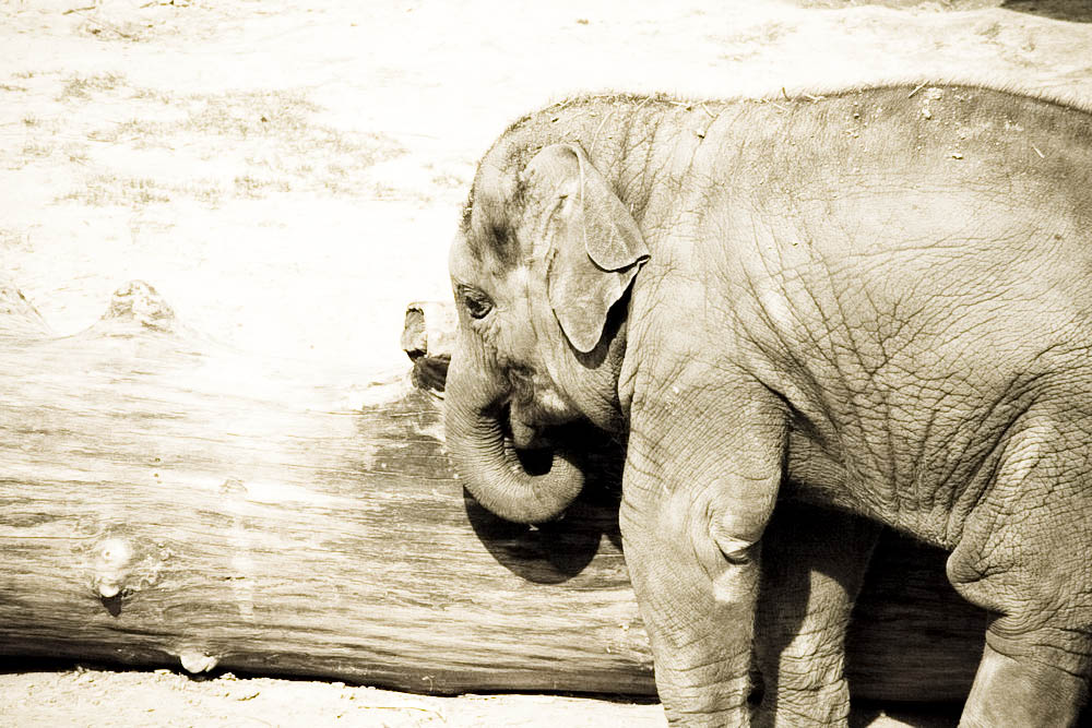 elefanten-park