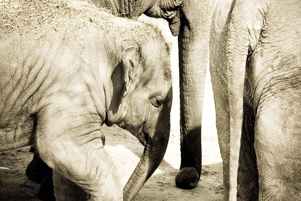 elefanten-park