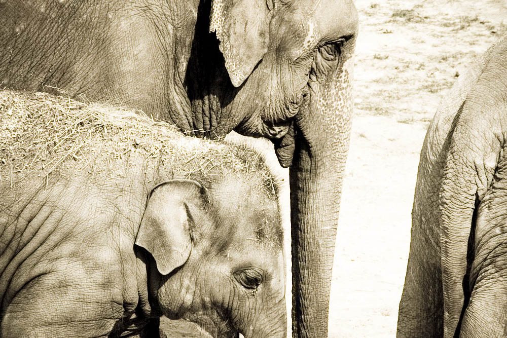 elefanten-park