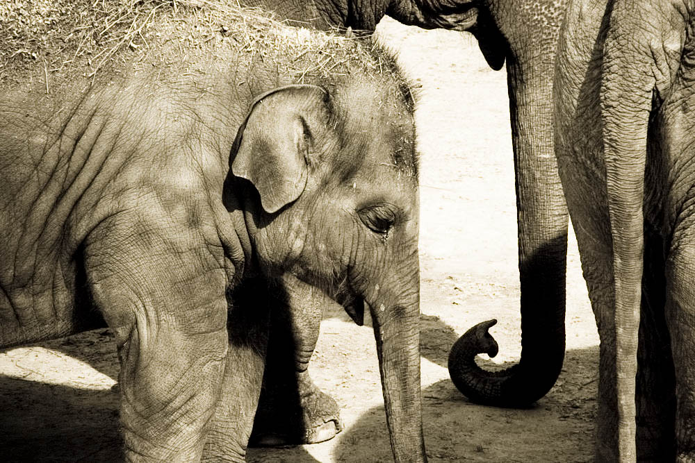 elefanten-park