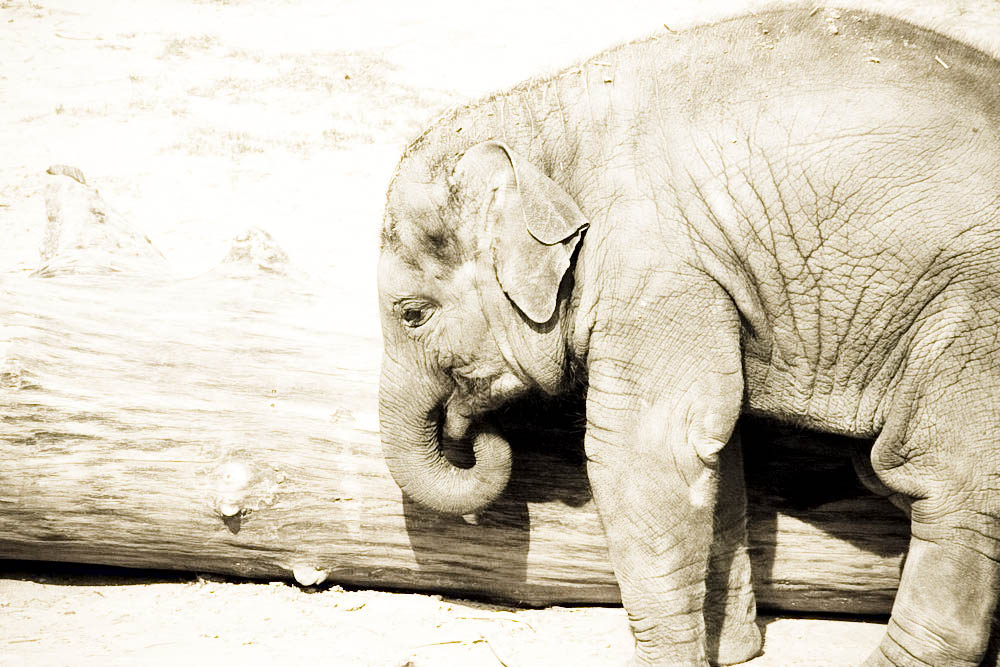 elefanten-park