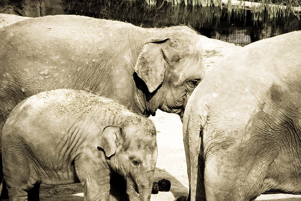 elefanten-park