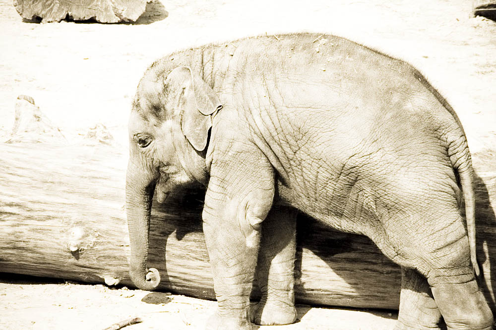 elefanten-park
