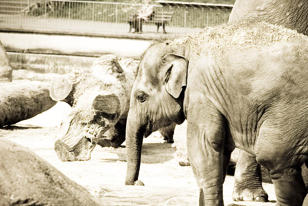 elefanten-park