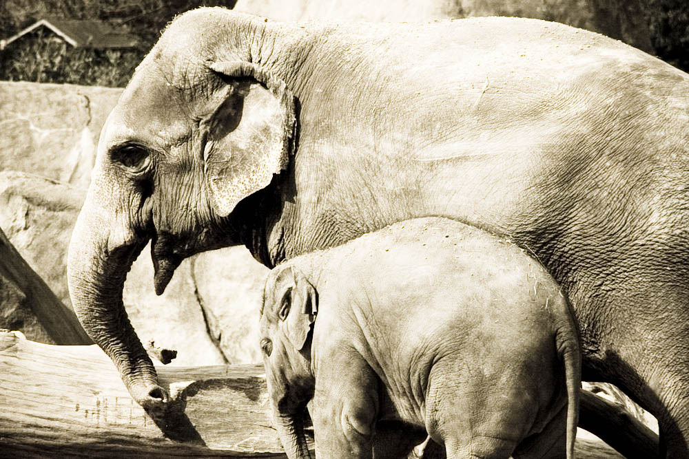 elefanten-park