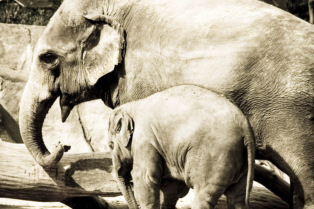 elefanten-park