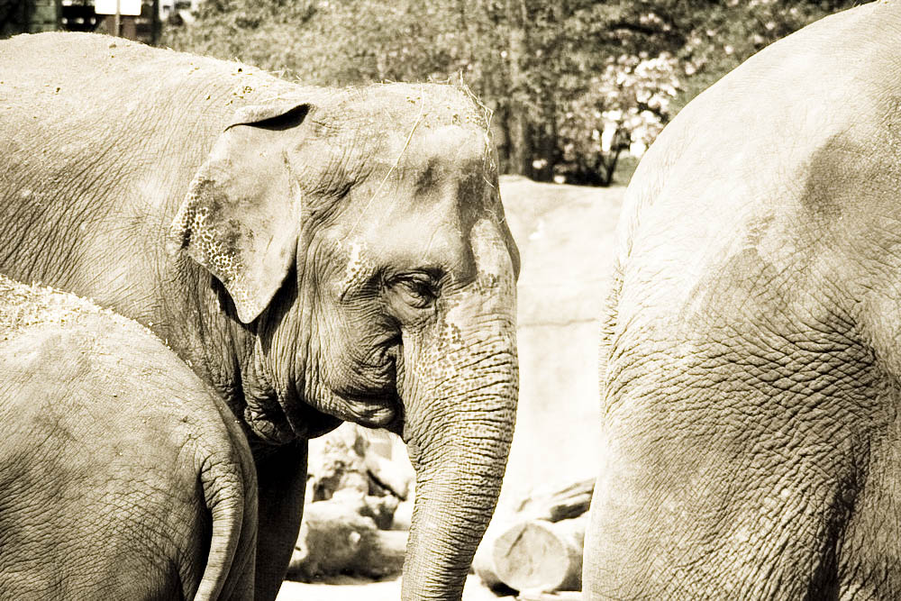 elefanten-park