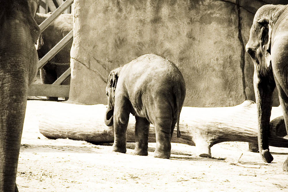 elefanten-park