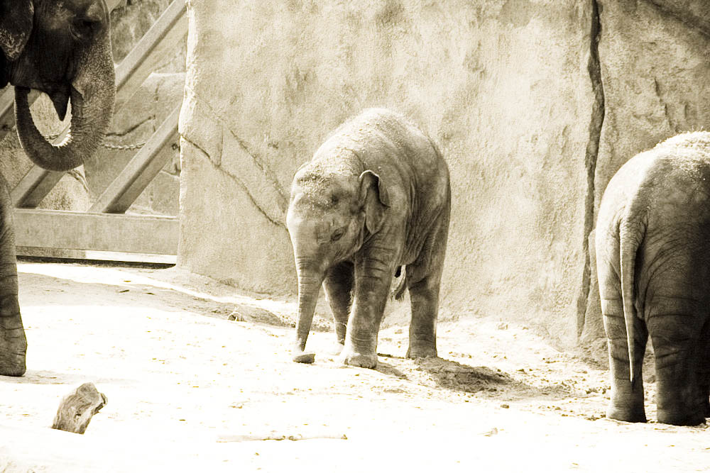 elefanten-park