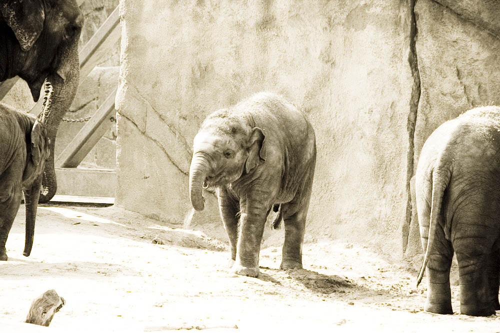 elefanten-park