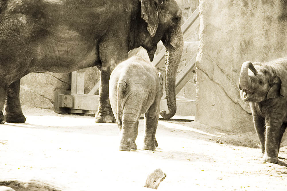 elefanten-park