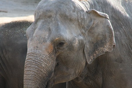 elefanten-park