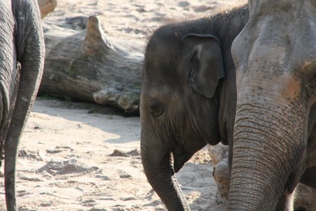 elefanten-park