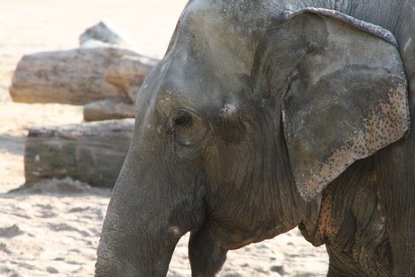 elefanten-park