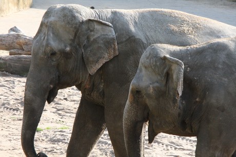 elefanten-park