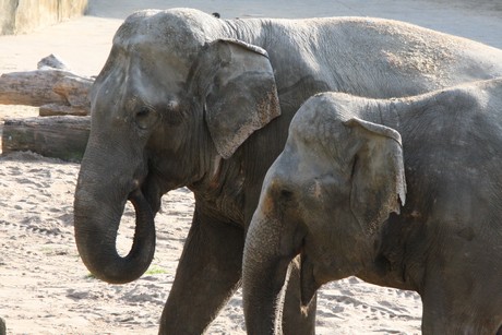 elefanten-park