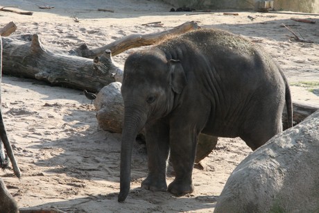 elefanten-park