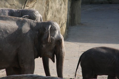 elefanten-park
