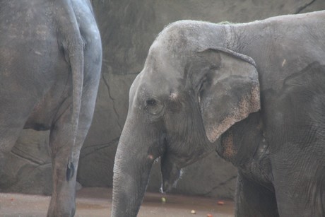 elefanten-park