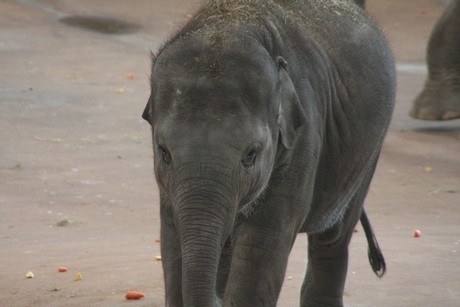 elefanten-park